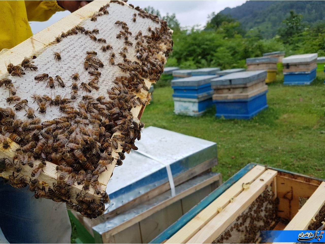 افزایش تولید عسل امسال در مازندران