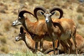 سرشماری حیات وحش البرز با مشارکت مردم