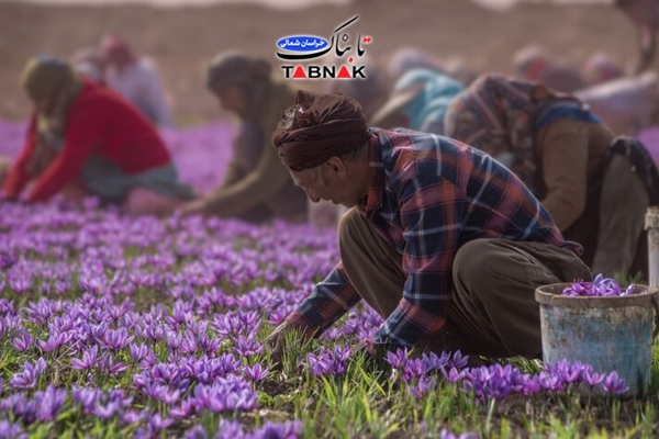 جشنواره زعفران فاروج فرصتی برای همافزایی کشاورزان و فعالان اقتصادی/زعفران خراسان شمالی؛ نماد تلاش کشاورزان و محور توسعه اقتصادی استان است جشنواره زعفران فاروج فرصتی برای همافزایی کشاورزان و فعالان اقتصادی/زعفران خراسان شمالی؛ نماد تلاش کشاورزان و محور توسعه اقتصادی استان است